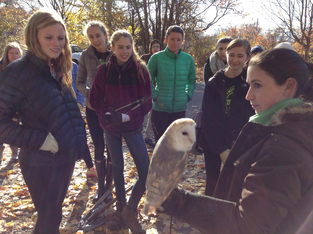 A Barn Owl visits volunteers at the Smith Richardson preserve in Westport, CT. Hundreds of volunteers helped transform the overgrown land into a thriving ecosystem (Photo courtesy of Jerid O&#039;Connell).